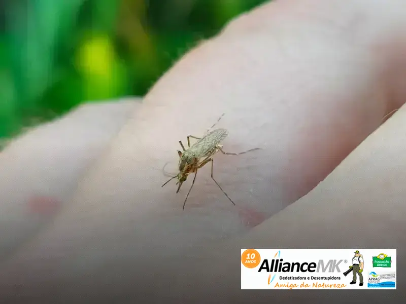 por que a dengue vira hemorragica